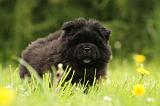 CHOW CHOW 511